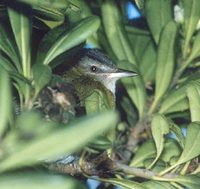 Yellow-green Vireo (Vireo flavoviridis) photo