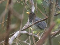 Gray (Japanese) Thrush (Turdus cardis) photo