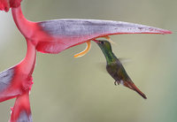 Rufous-tailed Hummingbird (Amazilia tzacatl) photo