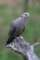 Red-eyed Dove - Streptopelia semitorquata