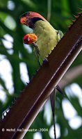 Long-tailed Parakeet - Psittacula longicauda