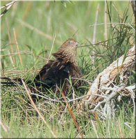 Pheasant Coucal - Centropus phasianinus