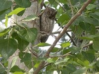 European Scops-Owl - Otus scops