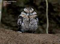 Ladder-tailed Nightjar - Hydropsalis climacocerca