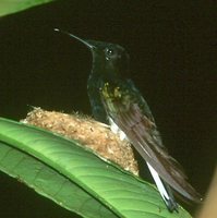 Black Jacobin - Florisuga fuscus