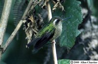 Speckled Hummingbird - Adelomyia melanogenys