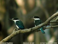 Collared Kingfisher - Todirhamphus chloris