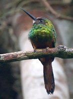 White-chinned Jacamar - Galbula tombacea