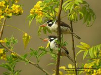 White-eared Puffbird - Nystalus chacuru