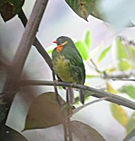 Masked Fruiteater - Pipreola pulchra