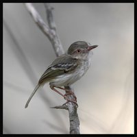 Pearly-vented Tody-Tyrant - Hemitriccus margaritaceiventer