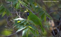 Golden-fronted Leafbird - Chloropsis aurifrons