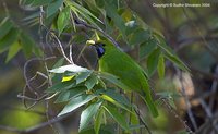 Golden-fronted Leafbird - Chloropsis aurifrons