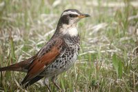 Dusky Thrush - Turdus naumanni