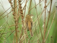 Sedge Warbler - Acrocephalus schoenobaenus