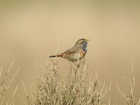 Bluethroat - Luscinia svecica