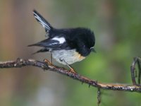 Tomtit - Petroica macrocephala