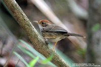 Puff-throated Babbler - Pellorneum ruficeps