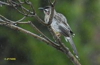 Red Wattlebird - Anthochaera carunculata