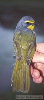 Sulphur-breasted Bushshrike - Telophorus sulfureopectus