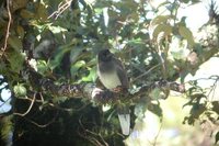 Brown Jay - Cyanocorax morio