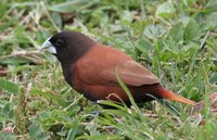 Chestnut Munia - Lonchura atricapilla