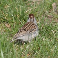 Chipping Sparrow - Spizella passerina