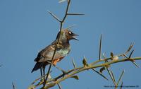 Chestnut-bellied Starling ?? Thierry Helsens