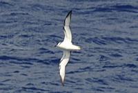 White-naped Petrel (Pterodroma cervicalis)