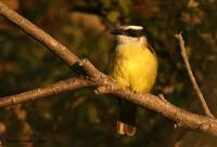 *NEW* Great Kiskadee