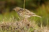 *NEW* Correndera Pipit