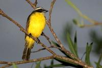 Social  flycatcher   -   Myiozetetes  similis   -