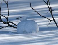 Willow Ptarmigan April 06