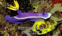 Nudibranch , Hypselodoris Bullockii , with eggs stock photo