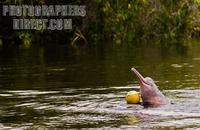 Amazonian pink dolphin ( Inia geoffrensis ) playing a soccer ball . In the Amazon is know as bot...