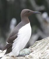 Guillemot