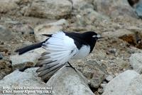 Fig. 16. Japanese Wagtail : 검은등할미새