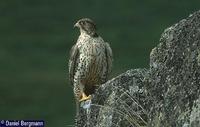 Gyrfalcon, Falco rusticolus