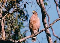 Serpent Eagle