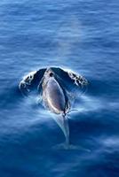 Antarctic Minke whale