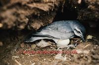 ...FT0150-00: Slender Billed Prion, Pachyptila vittata, at its nest with an egg. Sub Antarctic Isla