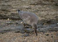 Red Knot Calidris canutus 붉은가슴도요