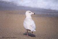 흰갈매기 (Glaucous Gull) Larus hyperboreus