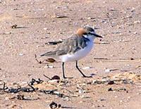 Red-capped Plover
