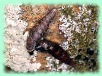 Macrogastra Ventricosa