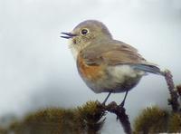 Red-flanked Bluetail (Tarsiger cyanurus)