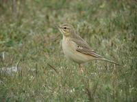 Tawny Pipit (Anthus campestris)