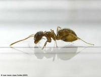 Lasius neglectus a polygynous, sometimes invasive, ant