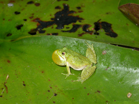 : Acris crepitans crepitans; Northern Cricket Frog