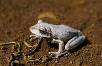 : Osteopilus septentrionalis; Cuban Treefrog